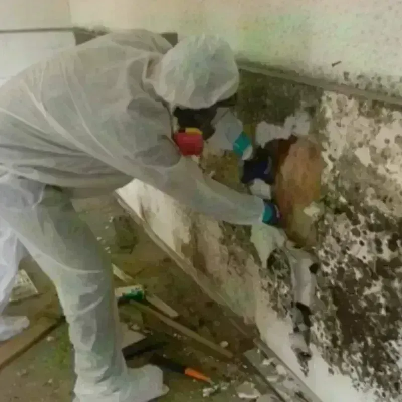 Mold Remediation and Removal in Pajonal, PR